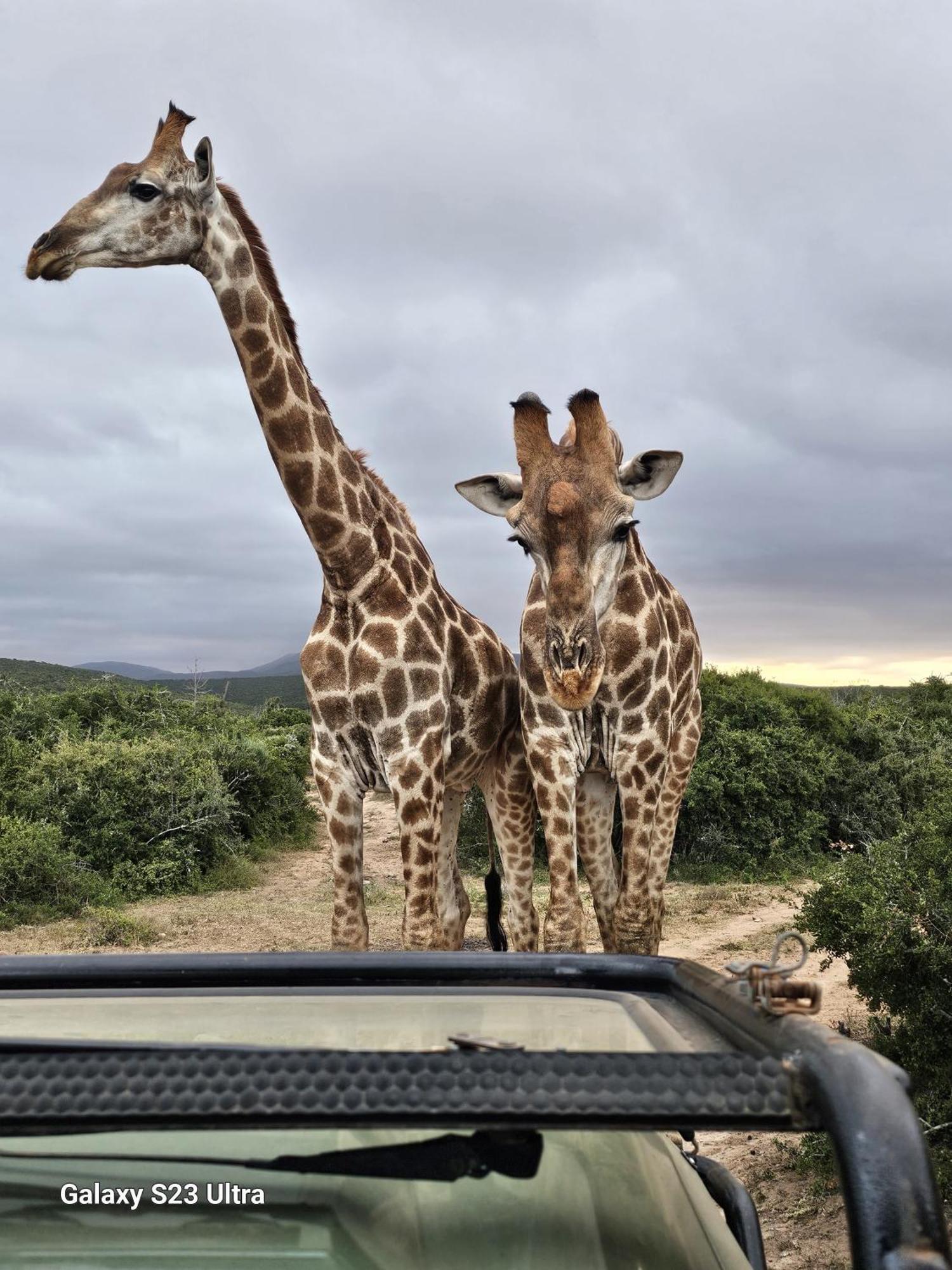 Valley Bushveld Country Lodge Addo Zewnętrze zdjęcie